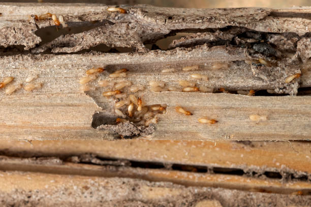 Best Wasp Removal Services  in Council Grove, KS